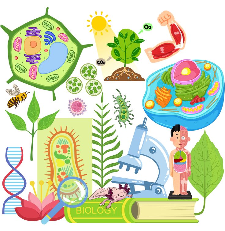 O610 IGCSE Biology